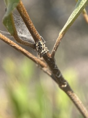 Dendryphantes zygoballoides