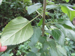 Acalypha glabrata pilosa