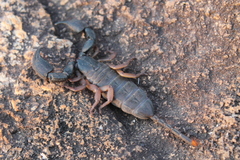 Opisthacanthus laevipes