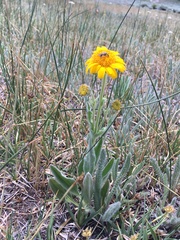Arnica sonnei