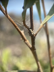 Dendryphantes zygoballoides