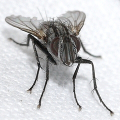 Paradidyma singularis