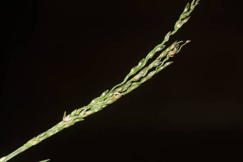 Digitaria scalarum
