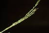 Digitaria scalarum - Photo (c) Kevin Faccenda, some rights reserved (CC BY), uploaded by Kevin Faccenda