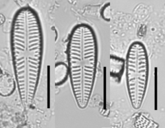 Gomphonella olivacea