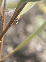 Dendryphantes zygoballoides