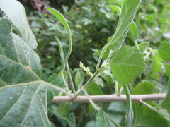 Acalypha glabrata pilosa