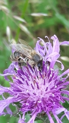 Apis mellifera