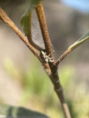 Dendryphantes zygoballoides