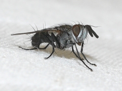 Paradidyma singularis