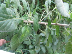 Acalypha glabrata pilosa