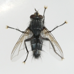 Phorocera