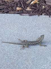 Sceloporus occidentalis