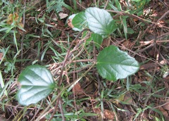 Cyphostemma flaviflorum