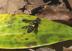 Cerceris atramontensis