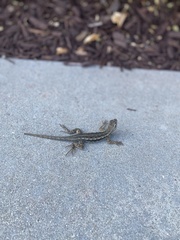 Sceloporus occidentalis