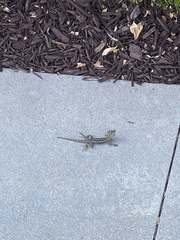 Sceloporus occidentalis
