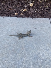 Sceloporus occidentalis