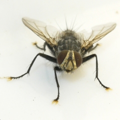 Phorocera