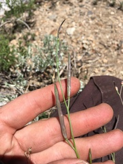 Boechera platysperma