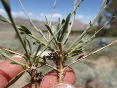 Boechera platysperma