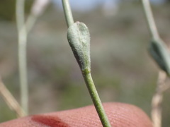 Boechera platysperma
