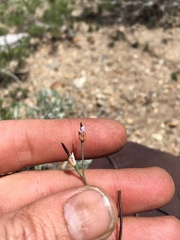 Boechera platysperma