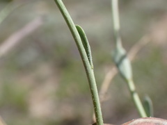 Boechera platysperma