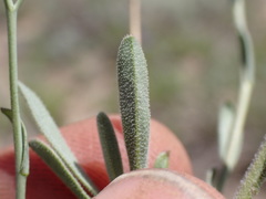 Boechera platysperma
