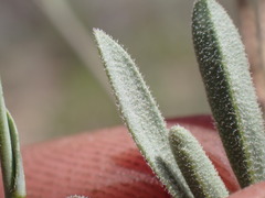 Boechera platysperma