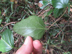 Cyphostemma flaviflorum