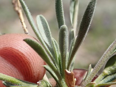 Boechera platysperma