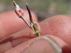 Boechera platysperma