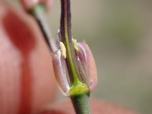 Image of Pioneer Rockcress (Boechera platysperma) by (c) Martin Purdy, some rights reserved (CC BY)