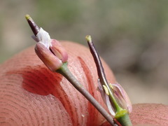 Boechera platysperma