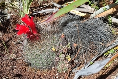 Matucana haynii