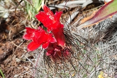 Matucana haynii