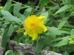Hypericum frondosum