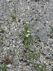Erigeron allisonii