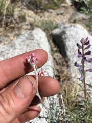 Antennaria rosea rosea