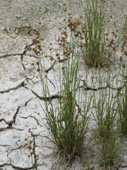 Juncus filipendulus