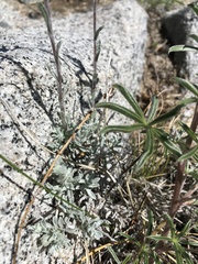 Antennaria rosea rosea
