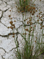 Juncus filipendulus