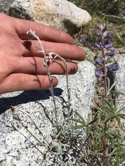 Antennaria rosea rosea
