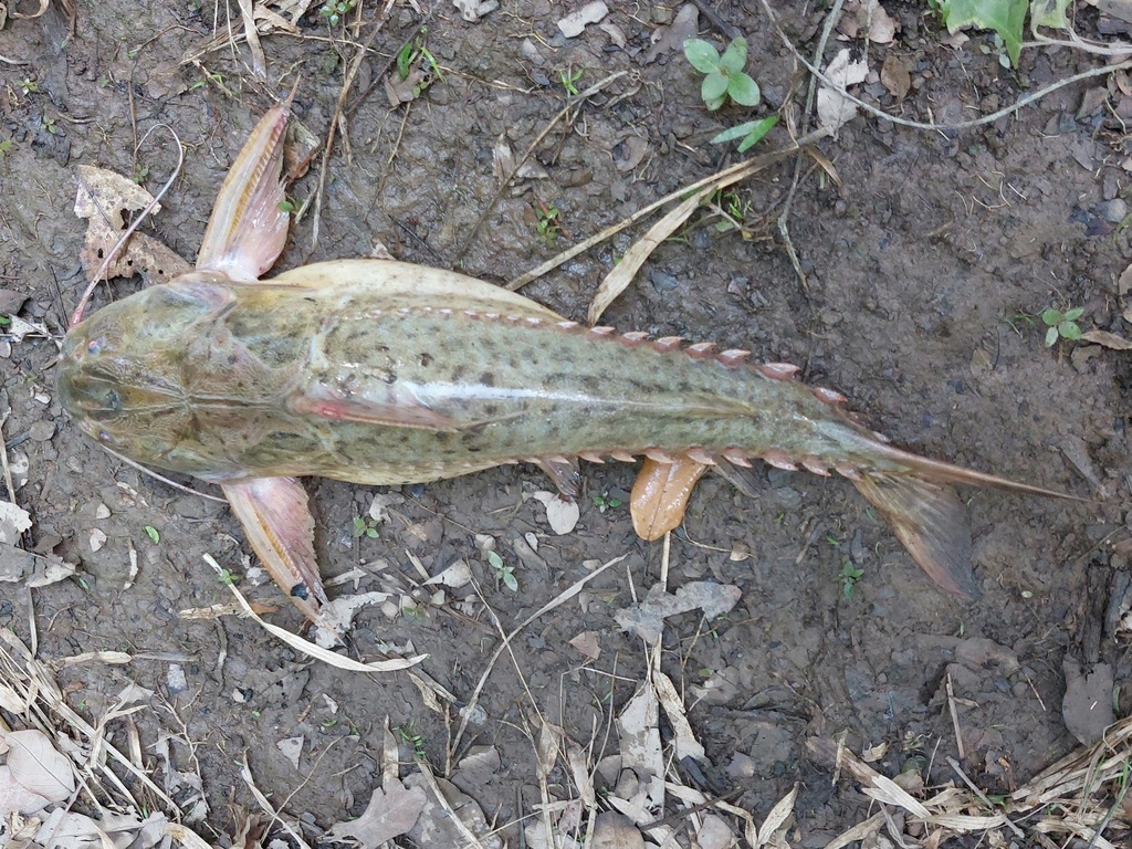 Rivas' thorny catfish (Pterodoras rivasi) — Doradidae
