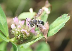 Anthidium