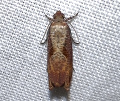 Episimus tyrius