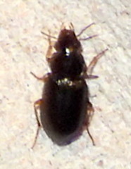 Selenophorus