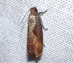 Episimus tyrius