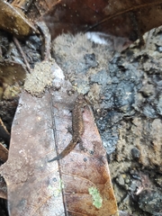 Lepidoblepharis sanctaemartae